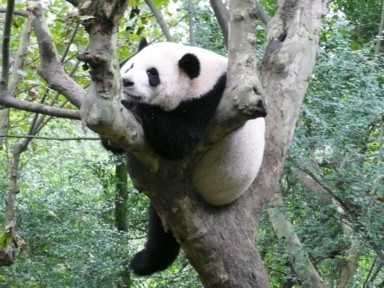 パンダ研究基地のパンダ
