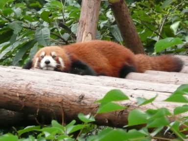 パンダ研究基地のレッサーパンダ