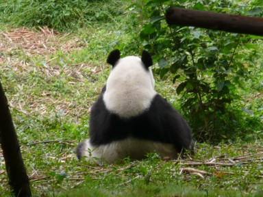 成都パンダ研究基地で貫禄と愛嬌を併せ持つパンダの後ろ姿