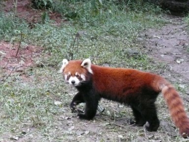 成都パンダ研究基地でレッサーパンダのかわいらしい姿