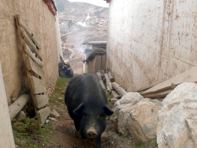 シャングリラの細い道で野良豚と鉢合わせ