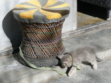 小さな椅子に紐でくくられた子猫