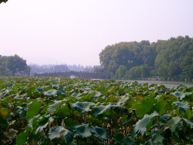西湖の蓮があふれる