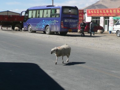 道路を渡る羊