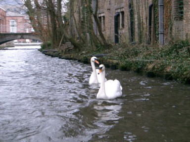 運河の波で驚かせてしまった瞬間