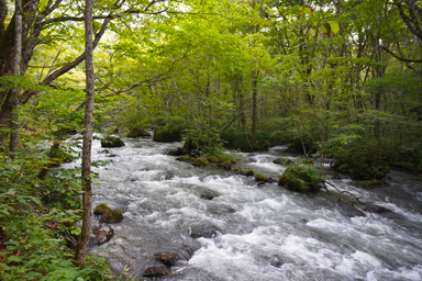 奥入瀬渓流の清流