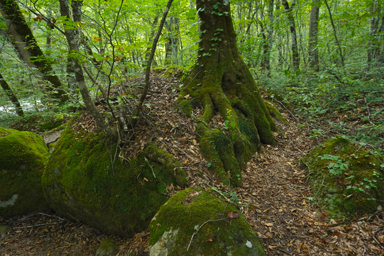 奥入瀬渓流の遊歩道