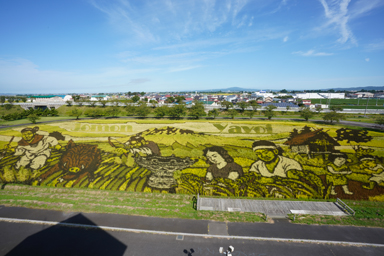 田舎館村の田んぼアート