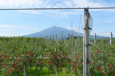 リンゴ畑