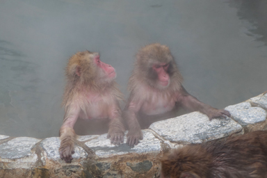 函館市熱帯植物園の温泉に入る猿