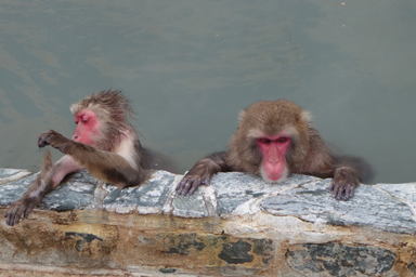 函館市熱帯植物園の温泉に入る猿
