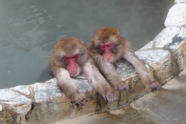 函館市熱帯植物園の温泉に入る猿