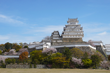 姫路城の天守と石垣と桜