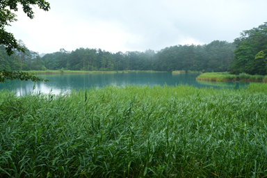五色沼の湖面と木々