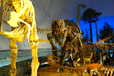 恐竜の骨格標本展示