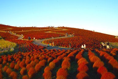 ひたち海浜公園の真っ赤に染まるコキア