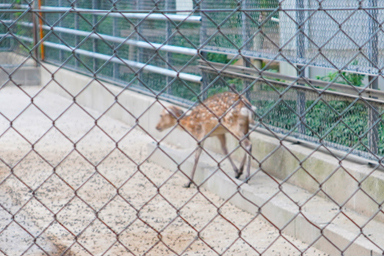 鹿島神社の鹿