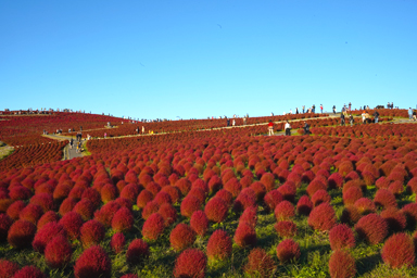 ひたち海浜公園の赤いコキア