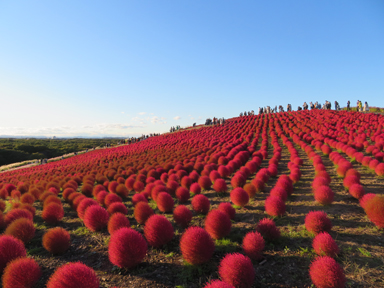 ひたち海浜公園の赤いコキア