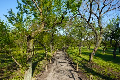 偕楽園の庭園風景