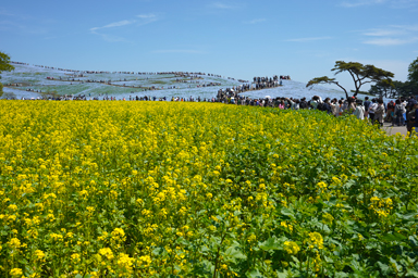 ひたち海浜公園の黄色い菜の花と青いネモフィラ