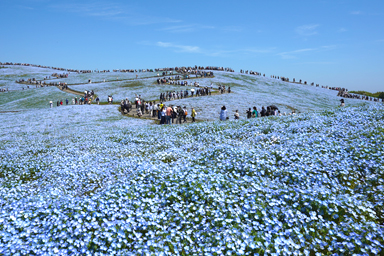 ひたち海浜公園のネモフィラの