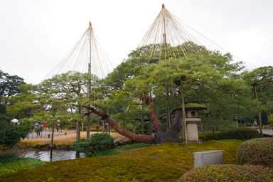 兼六園の庭園風景と松