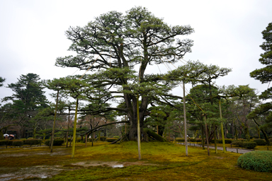 兼六園の根上松