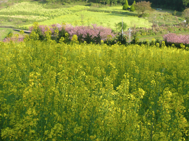 松田の菜の花畑