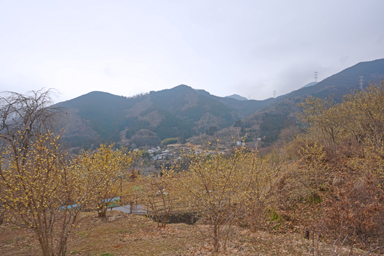 松田の寄ロウバイ園の黄色い花
