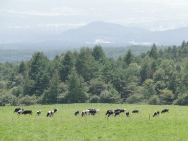 牧場の放牧の牛