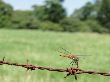 高原に舞うトンボたち