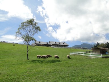牧場の羊の風景