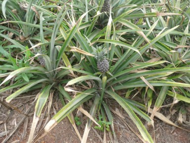 パイナップル畑