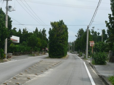 道の真ん中に木が並ぶ真謝のチュラ福木