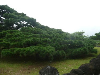 地面すれすれの五枝の松