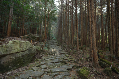 熊野古道 馬越峠の石畳と杉林