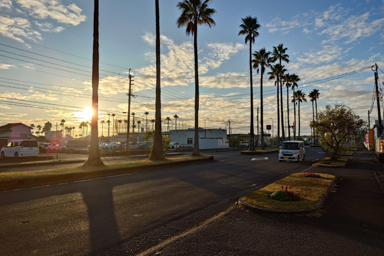 ヤシの木が並ぶ通り