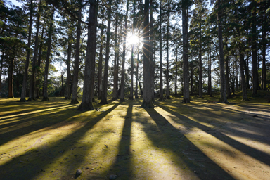 飫肥城の旧本丸跡