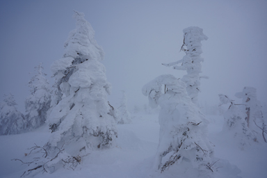 宮城蔵王の樹氷