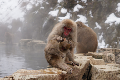 地獄谷の毛づくろいの親子