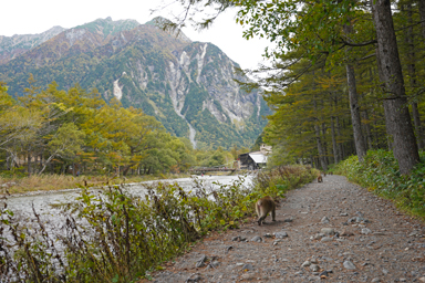 上高地の猿と山
