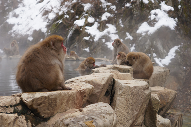 地獄谷の雪景色と温泉と猿