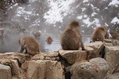 地獄谷の猿と湯けむり