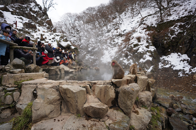 地獄谷の猿と人