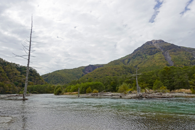 上高地の大正池の枯れ木