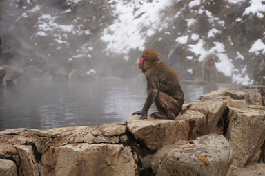 地獄谷の湯上りの猿