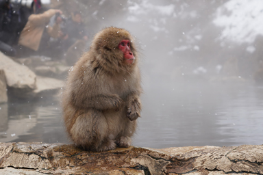 地獄谷の猿
