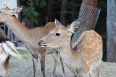 奈良公園の鹿と観光客