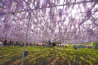 足利フラワーパークの大藤